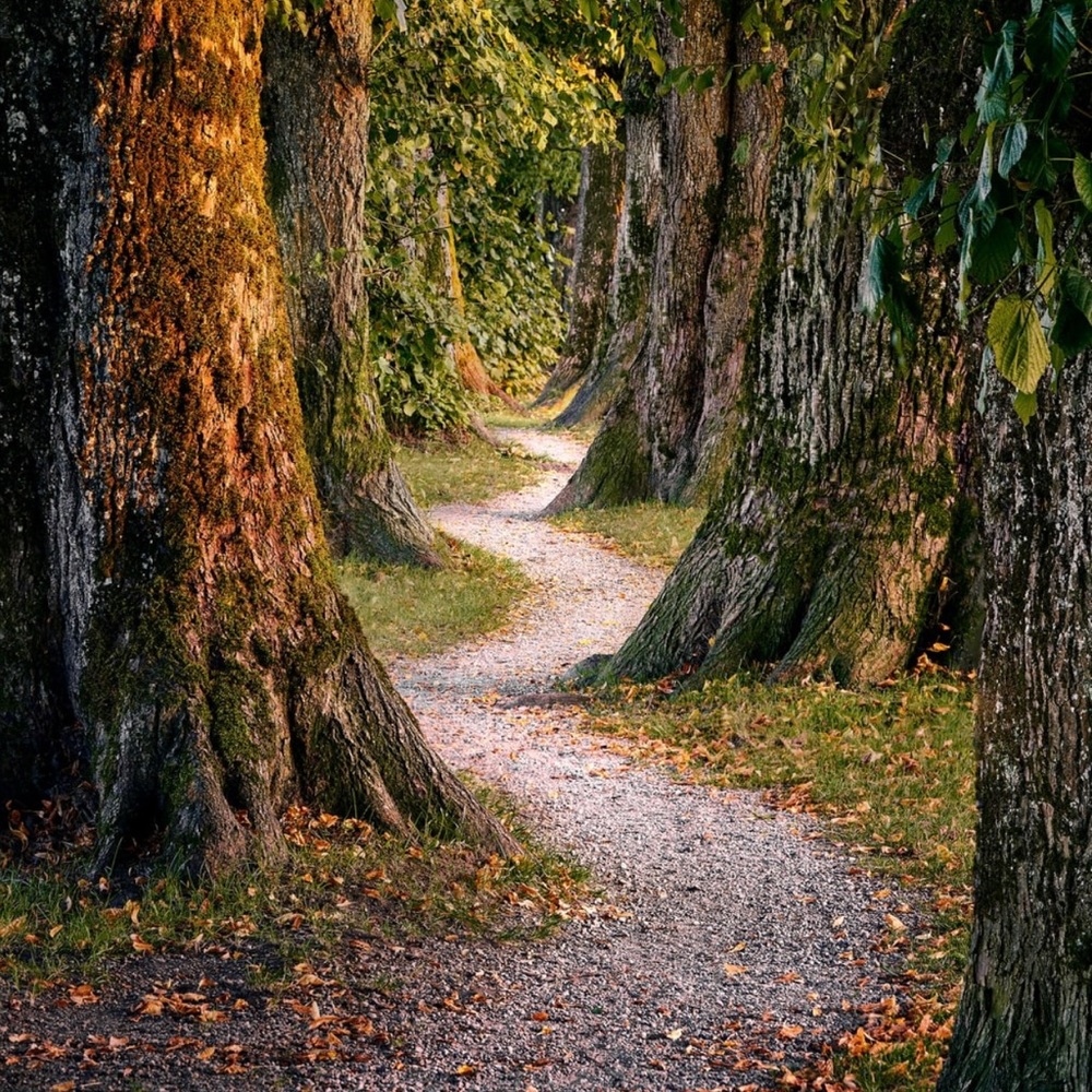 ✨Posh~Pathway✨ - Picture 1 of 1